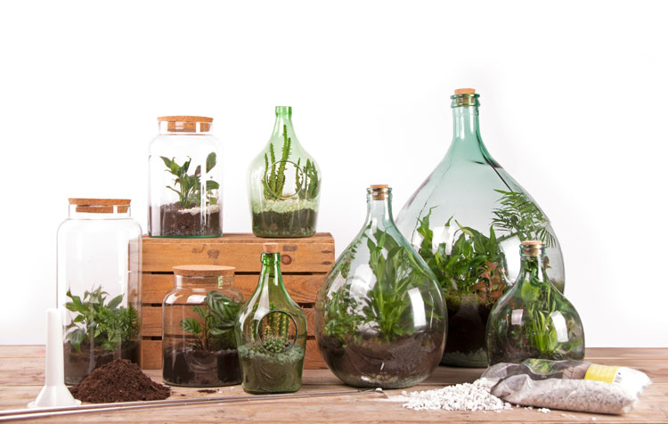 Haal de natuur in huis met plantterrariums!